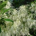 Chionanthus virginicus fleur P2C